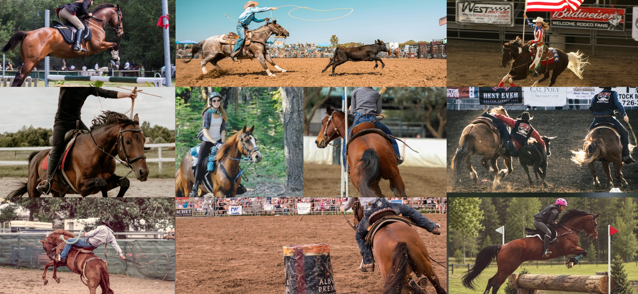 Which Horse Riding Discipline Is Right for You? A Beginner’s Guide